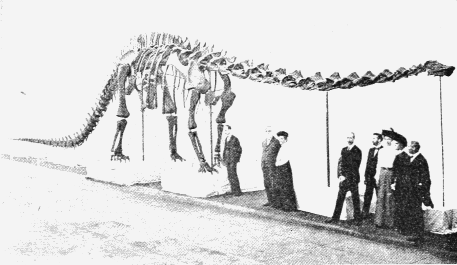 Carnegie’s Diplodocus